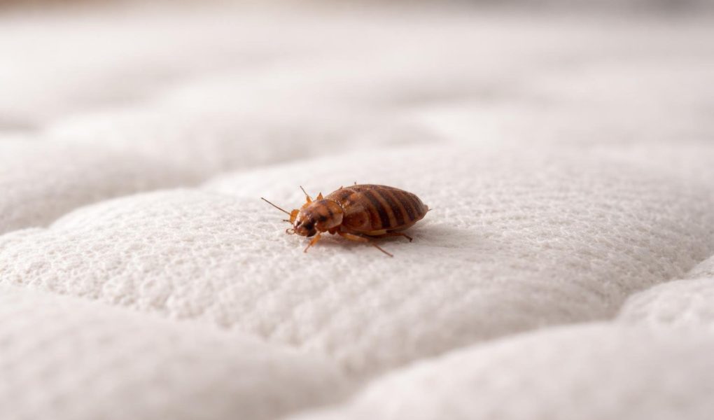 gros-plan-matelas-punaise-lit-morte