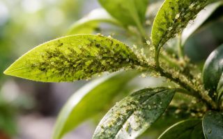 plante-interieur-pucerons-feuilles-vertes