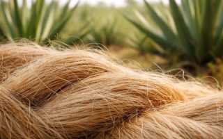fibres-sisal-texture-champ-plantes