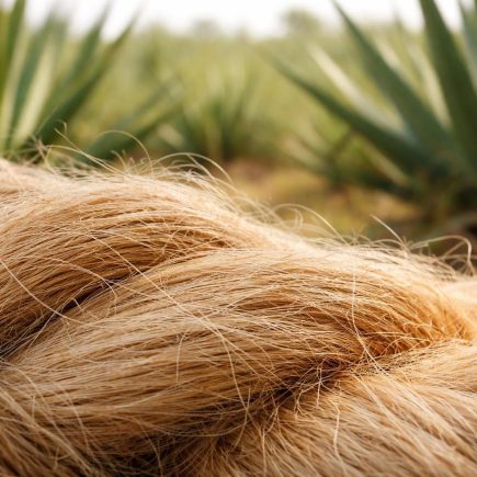 fibres-sisal-texture-champ-plantes