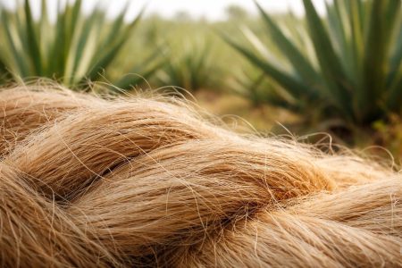 fibres-sisal-texture-champ-plantes
